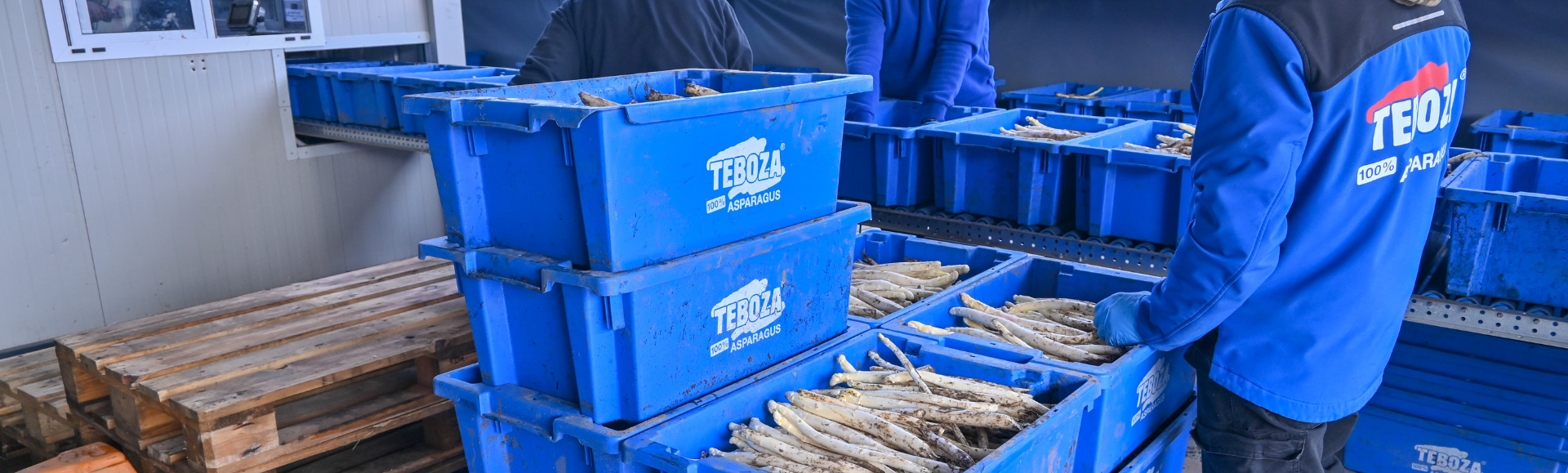 Caixas empilháveis rotativas utilizadas pela Teboza Asparagus