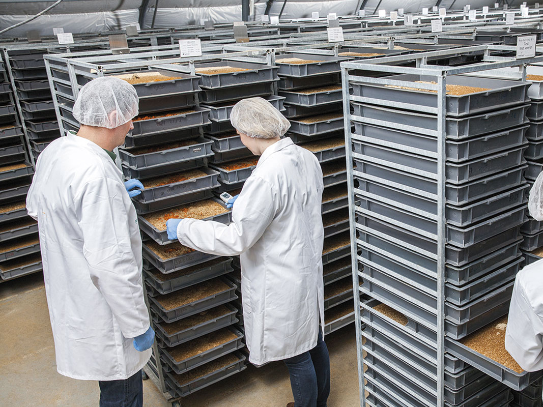 Criação de larvas de farinha Criação de larvas de farinha