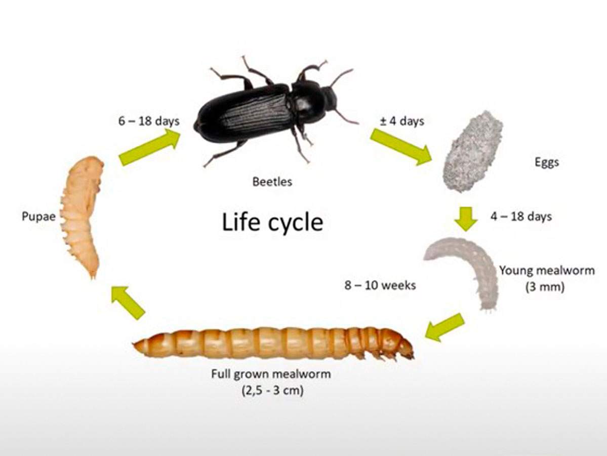 Le processus de reproduction Le processus de reproduction